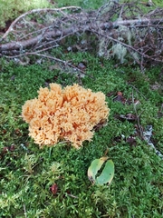 Ramaria flava
