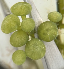 Caulerpa chemnitzia