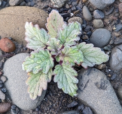 Phacelia bolanderi