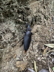 Ctenoscelis acanthopus