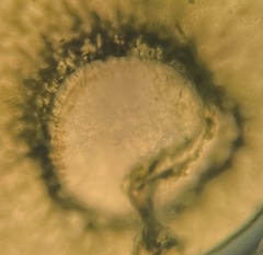 Caulerpa chemnitzia