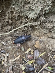 Ctenoscelis acanthopus