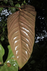 Anthurium recavum