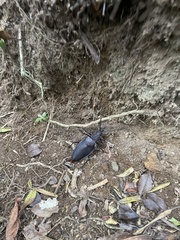 Ctenoscelis acanthopus