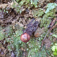 Calostoma