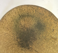 Caulerpa chemnitzia