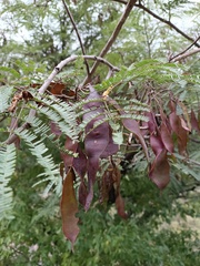 Lysiloma divaricatum