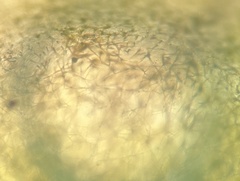 Caulerpa chemnitzia