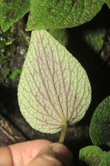 Peperomia venosa