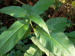 Koenigia polystachya