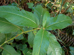 Koenigia polystachya
