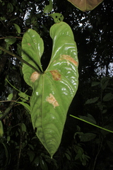 Anthurium recavum