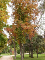Aesculus hippocastanum