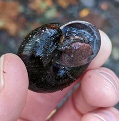 Monadenia infumata