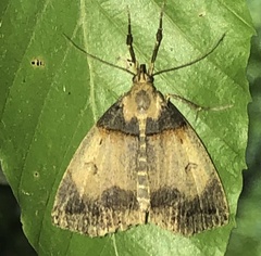 Zanclognatha laevigata