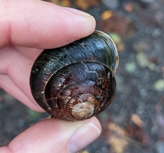 Monadenia infumata