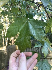 Acer leucoderme