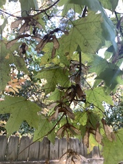 Acer leucoderme