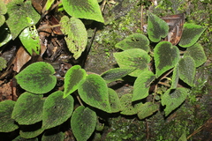Peperomia venosa