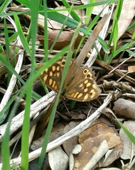 Pararge aegeria aegeria