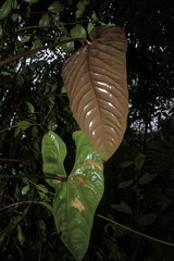Anthurium recavum