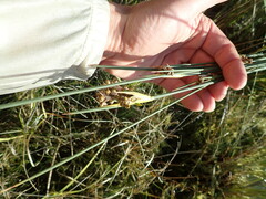 Juncus acutus
