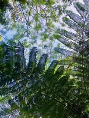Cyathea cunninghamii