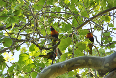 Trichoglossus moluccanus