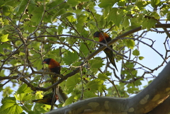 Trichoglossus moluccanus