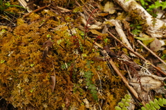 Blechnum membranaceum