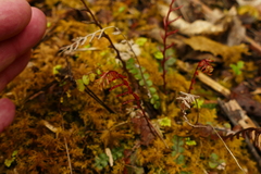 Blechnum membranaceum