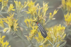 Ctenucha venosa