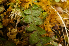 Blechnum membranaceum