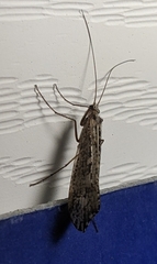 Glyphopsyche irrorata