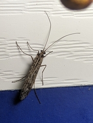 Glyphopsyche irrorata