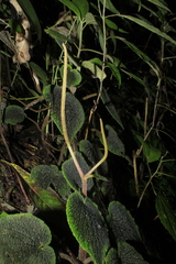 Peperomia venosa