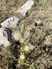 Cirsium mohavense