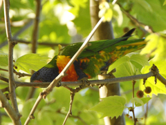 Trichoglossus moluccanus