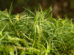 Polytrichastrum alpinum