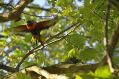 Trichoglossus moluccanus