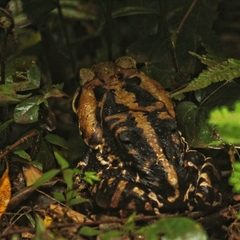 Rhinella icterica