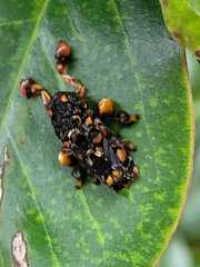 Phobetron hipparchia