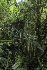 Anthurium recavum