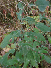 Salix sitchensis