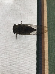 Neotibicen canicularis