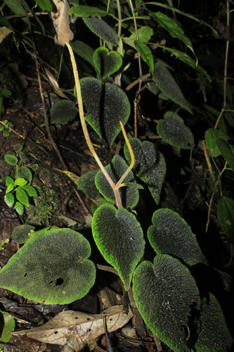 Peperomia venosa