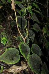Peperomia venosa