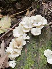 Pleurotus albidus