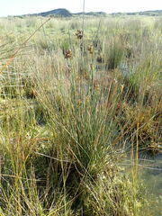 Juncus acutus