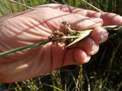 Juncus acutus